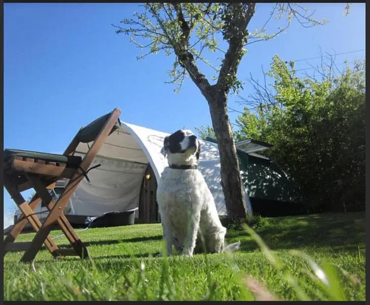 Dog-friendly UK caravan site with touring caravan, countryside walks and space for dogs